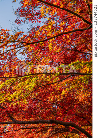 Autumn foliage at the ruins of Futamata Castle in Hamamatsu City (Shizuoka Prefecture) Autumn foliage at the ruins of Futamata Castle in Hamamatsu City (Shizuoka Prefecture) 135744523