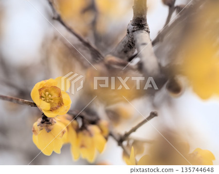 一月盛開的黃蠟梅花 135744648