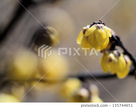 Yellow wax plum blossoms that bloomed in January 135744651
