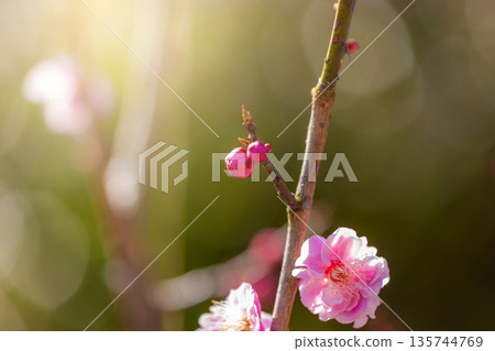 花紅色花 135744769