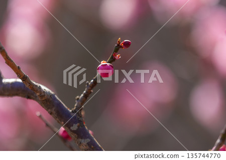 花紅色花 花紅色花 135744770