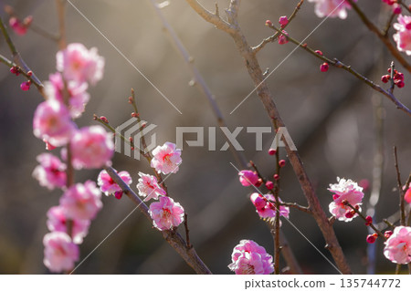 Red flower of flowers 135744772