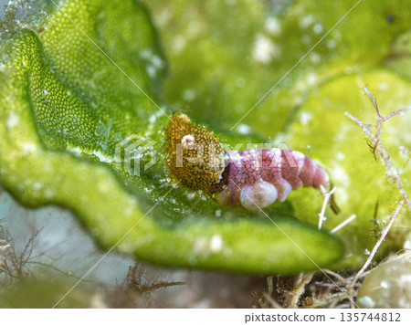 Sashimi shrimp 135744812