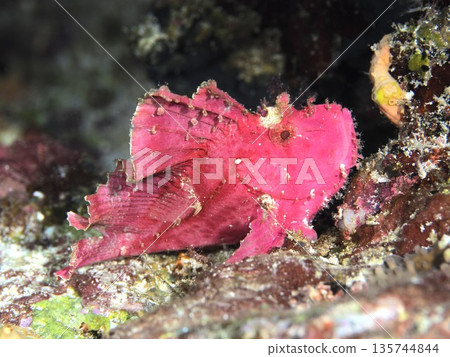 Hadaka Haokoze Hadaka Haokoze 135744844