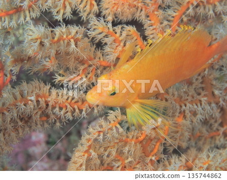 奧吉貢貝和海大阪 135744862