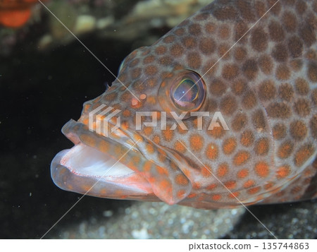 紅石斑魚 紅石斑魚 135744863