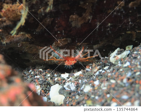 公雞lobolium 公雞lobolium 135744864