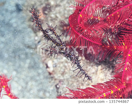 幽靈海龍與海蕨 135744867