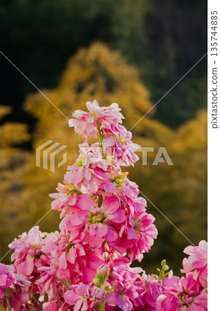 Stock flowers in full bloom, their vibrant pink color striking Stock flowers in full bloom, their vibrant pink color striking 135744885