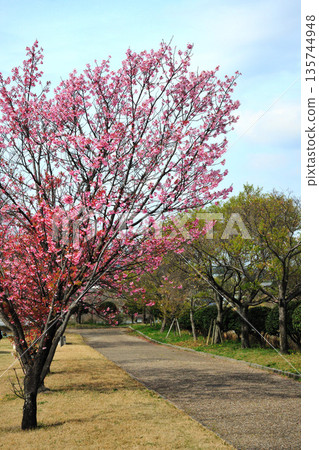 Cherry blossoms in the forest of contact Cherry blossoms in the forest of contact 135744948