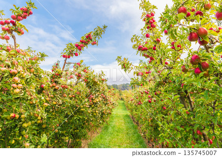 Apple orchard in Adelaide Hills Apple orchard in Adelaide Hills 135745007