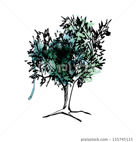 Olive tree, sea buckthorn bush with wide rounded crown, dense prickly foliage. Hand drawn illustration, ink and watercolor for outdoor parks, travel art, educational materials, wine and oil tourism. Olive tree, sea buckthorn bush with wide rounded crown, dense prickly foliage. Hand drawn illustration, ink and watercolor for outdoor parks, travel art, educational materials, wine and oil tourism. 135745115