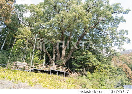 Large Camphor Tree in Kamitani (Tokigawa Town, Hiki District, Saitama Prefecture) Large Camphor Tree in Kamitani (Tokigawa Town, Hiki District, Saitama Prefecture) 135745227