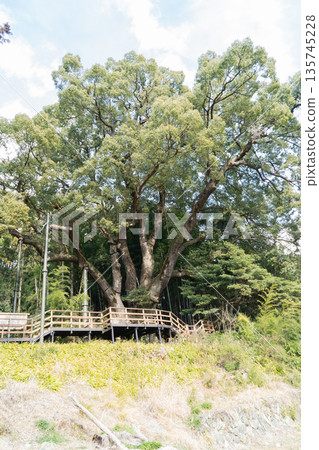 Large Camphor Tree in Kamitani (Tokigawa Town, Hiki District, Saitama Prefecture) 135745228