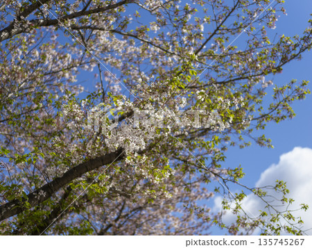 藍天，櫻花開始飄落 135745267