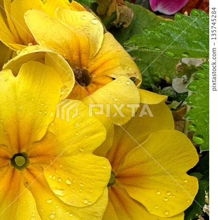 柔光下的黃花 135745284