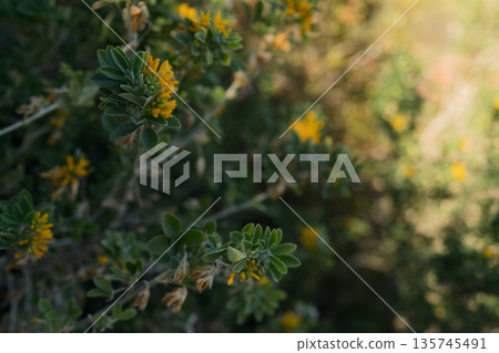 Medicago arborea blossom with copy space background Medicago arborea blossom with copy space background 135745491