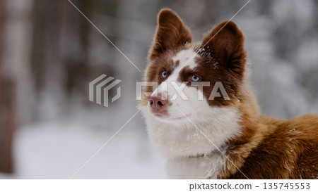 Closeup portrait of siberian laika in ginger color in winter Closeup portrait of siberian laika in ginger color in winter 135745553