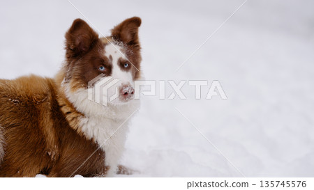 Closeup portrait of siberian laika in ginger color in winter Closeup portrait of siberian laika in ginger color in winter 135745576