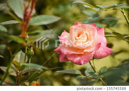 pale pink autumn roses 135745589