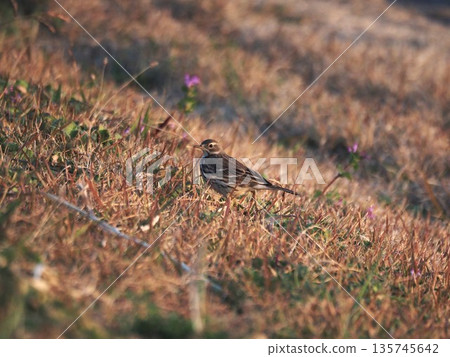 A pipit spending winter on the banks of the Arakawa River A pipit spending winter on the banks of the Arakawa River 135745642