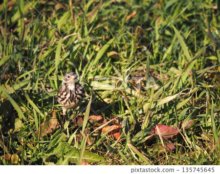 A pipit spending winter on the banks of the Arakawa River A pipit spending winter on the banks of the Arakawa River 135745645