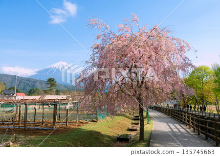 Footpath by pink sakura and farm with mount Fuji, Yamanashi Footpath by pink sakura and farm with mount Fuji, Yamanashi 135745663