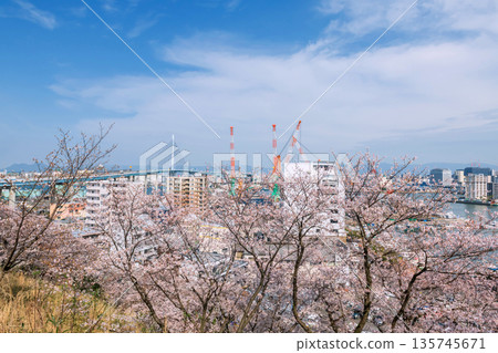 pink sakura blossom with aratsu bridge and Fukuoka city view pink sakura blossom with aratsu bridge and Fukuoka city view 135745671