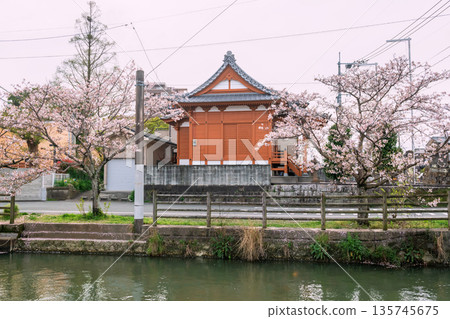 Pink cherry sakura blossom by Japanese temple and Suigo river , Yanagawa Pink cherry sakura blossom by Japanese temple and Suigo river , Yanagawa 135745675