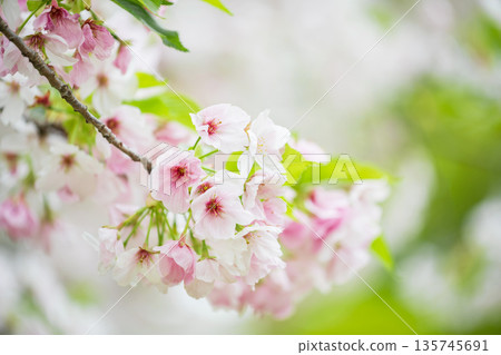Pink cherry blossom of sakura tree at spring in Kumamoto 135745691