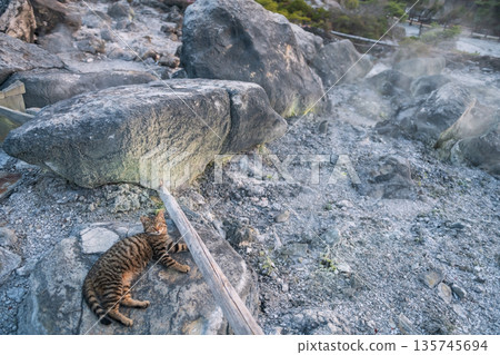 tabby cat sleep on rock of mount Unzen Hell valley Jigoku, Nagasaki 135745694