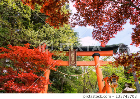 Torii gate in Arakura shrine with red maple in autumn,Yamanashi Torii gate in Arakura shrine with red maple in autumn,Yamanashi 135745708