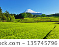 Tea plantation and Mt. Fuji 135745796