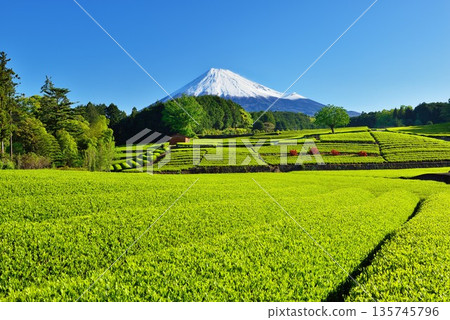 茶園和富士山 135745796