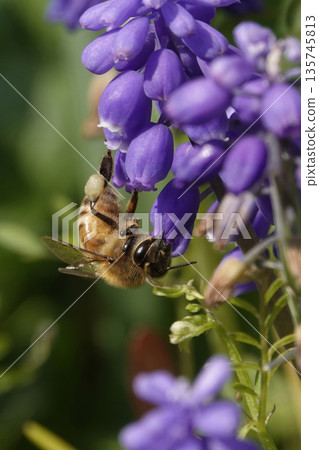 一隻小蜜蜂從藍紫色穆斯卡里花中吸取花蜜 一隻小蜜蜂從藍紫色穆斯卡里花中吸取花蜜 135745813