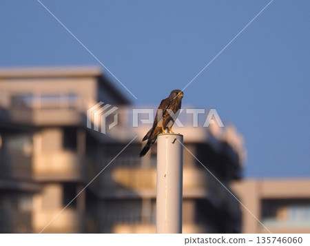 Kestrels living in the city Kestrels living in the city 135746060
