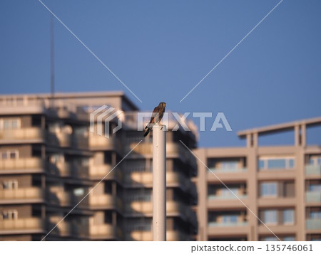 Kestrels living in the city Kestrels living in the city 135746061