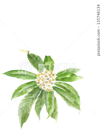 水彩手繪枇杷花,白色背景,留白,透明背景 水彩手繪枇杷花,白色背景,留白,透明背景 135746134