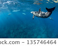 Wild dolphins swimming gracefully underwater 135746464