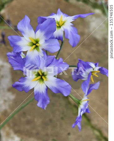 A bunch of purple and white flowers with yellow centers 135746505