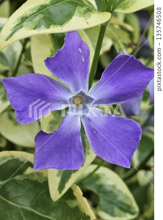 A purple flower with a white center surrounded by green leaves 135746508