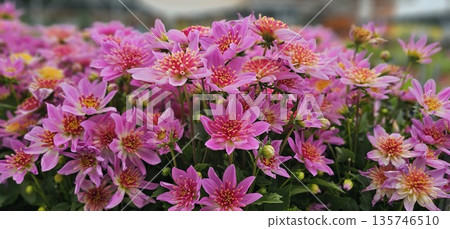 A bunch of pink flowers with yellow centers 135746510