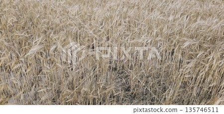 The image shows a dense field of ripe grain that looks like mature barley or wheat. 135746511