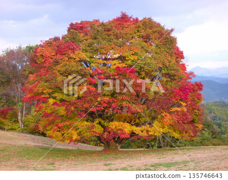 池田町，大峰高原，七彩楓樹 135746643
