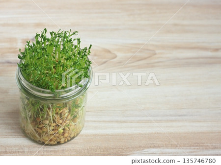 Close-up of lentil microgreens growing in a glass. 135746780