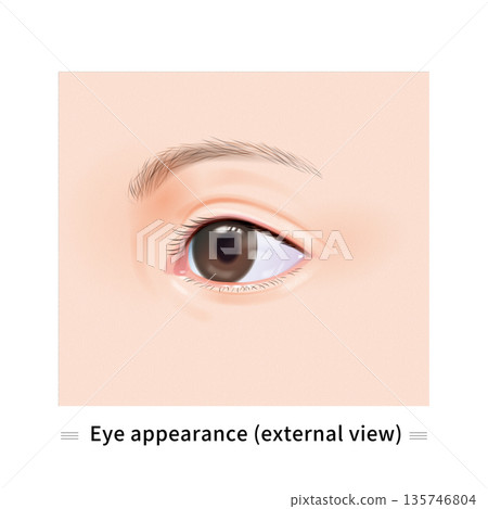 眼睛的彩色插圖 135746804