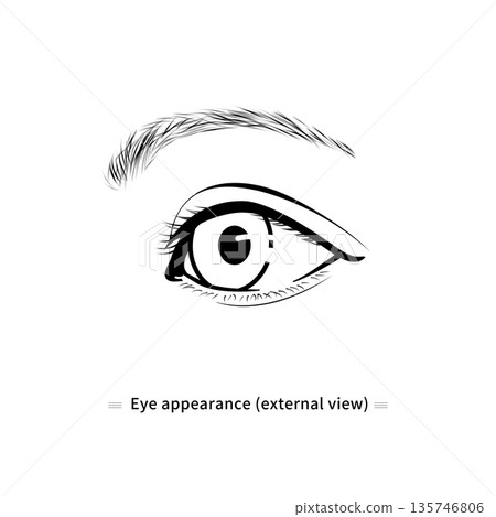 Eye line drawing illustration (monochrome, vector image) Eye line drawing illustration (monochrome, vector image) 135746806