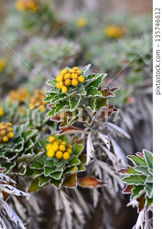 海葵（Ajania pacifica） 135746812