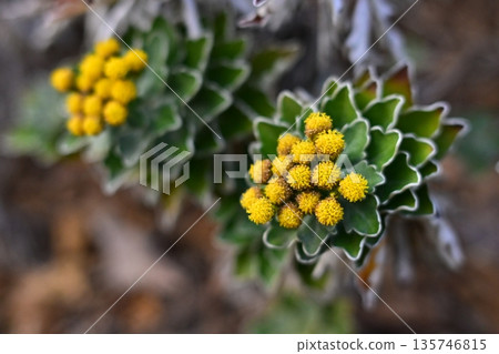 海葵（Ajania pacifica） 135746815