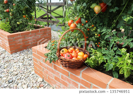 Tomatoes harvesting.Raised beds gardening in an urban garden growing plants herbs spices berries and vegetables. A modern vegetable garden with raised bricks beds . Tomatoes harvesting.Raised beds gardening in an urban garden growing plants herbs spices berries and vegetables. A modern vegetable garden with raised bricks beds . 135746951
